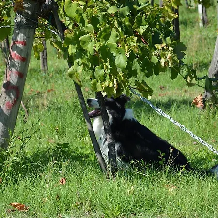 Alloggio per agriturismo Il Primo Fiore *