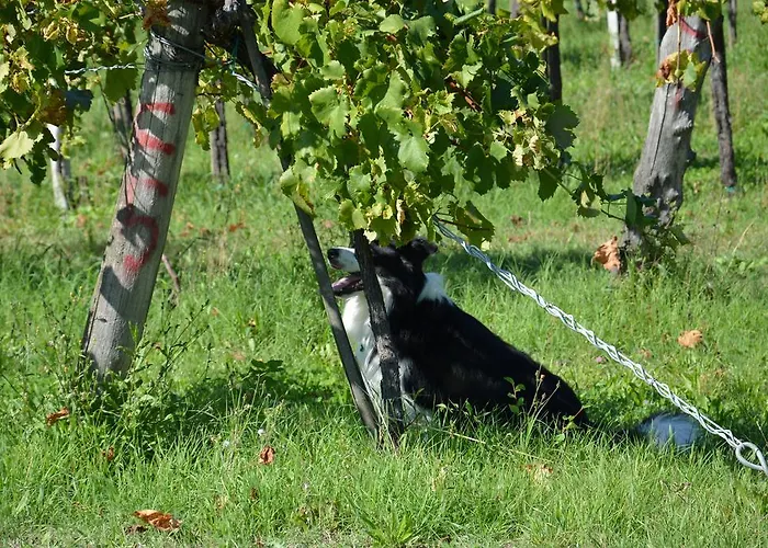 Lantgård Il Primo Fiore *